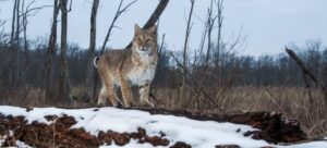 Shy, elusive bobcats rebounding in New Jersey - New Jersey Conservation