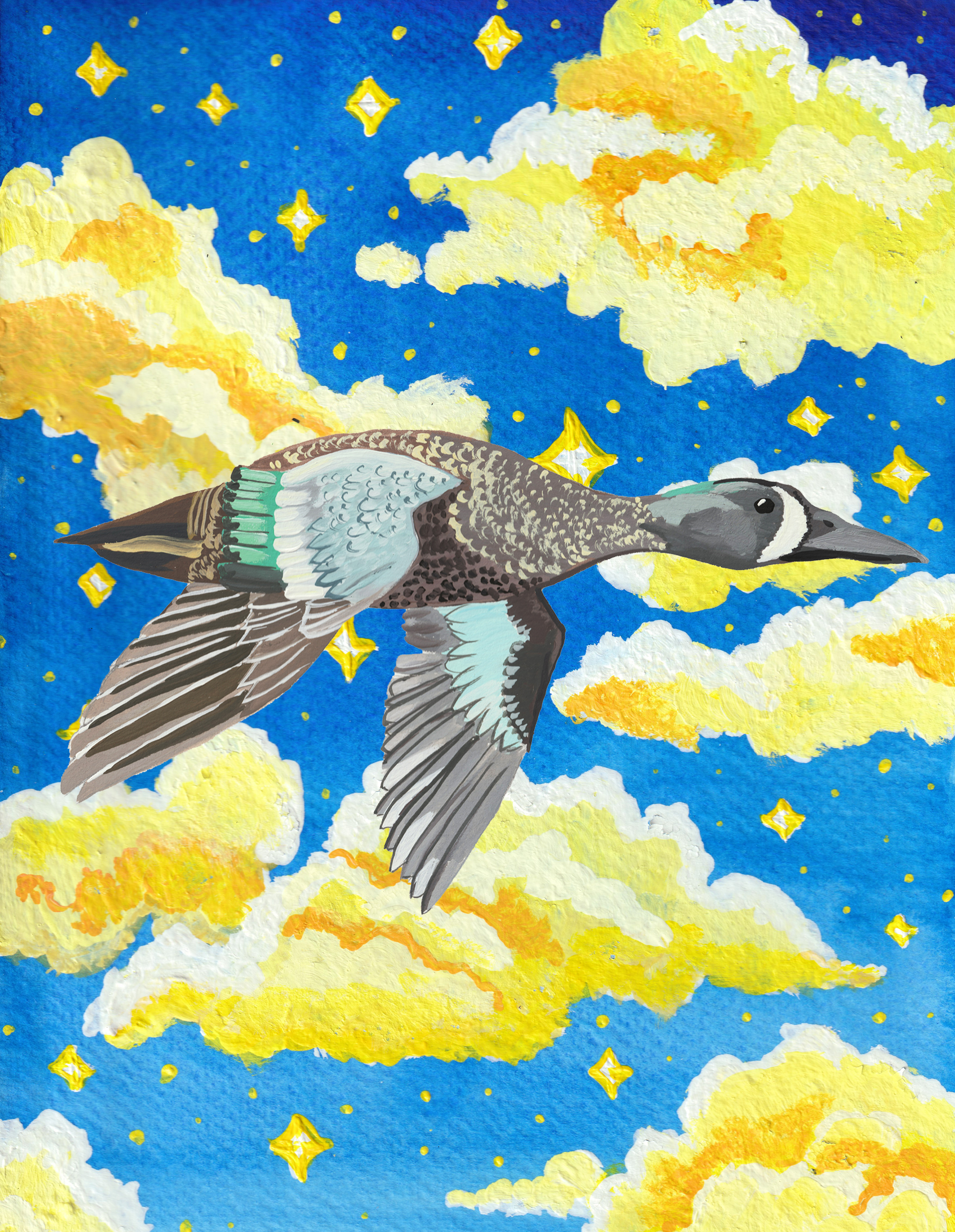 004 - Blue-winged teal - Katrina Eugenia