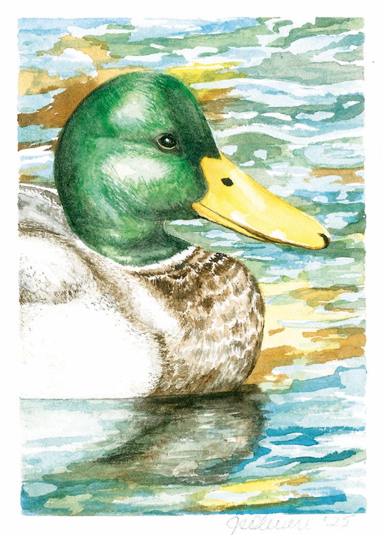 006 - Mallard - Jody Anne Oliveri