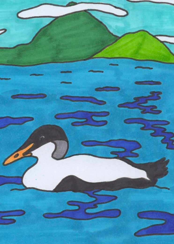 008 - Common eider - Antoinette Cinderella