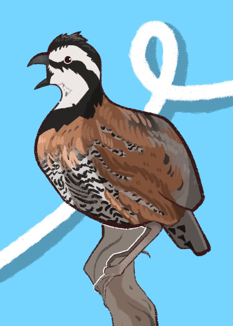 009 - Northern Bobwhite -El Houghton