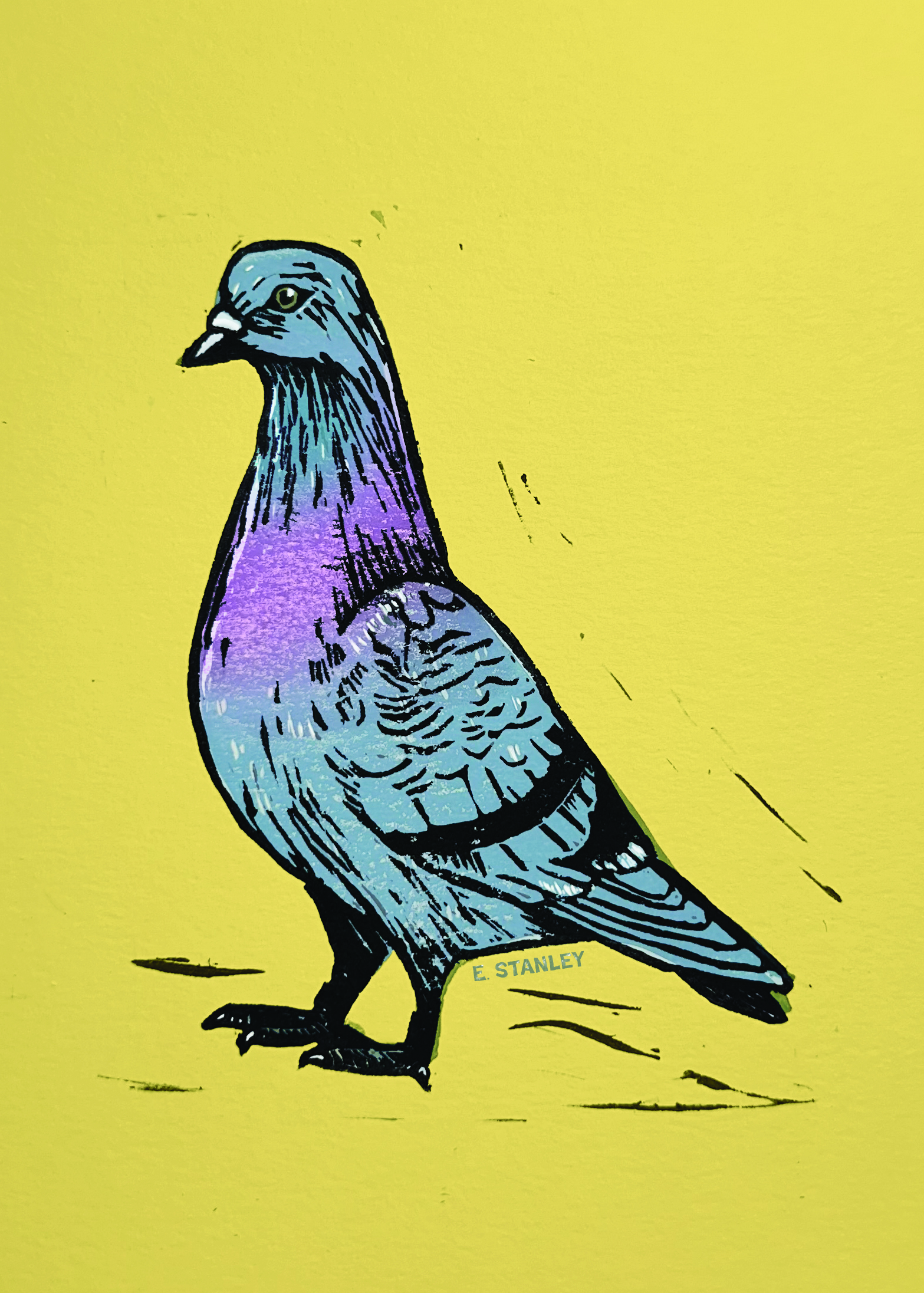 011 - Rock pigeon - Emma Stanley