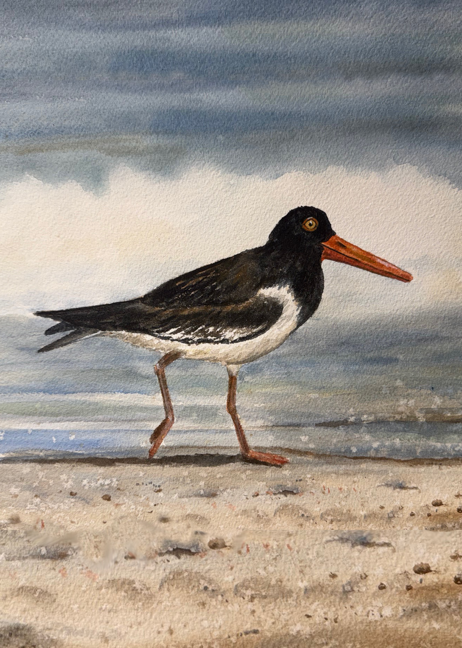 017 - American oystercatcher - Sheila Soyster