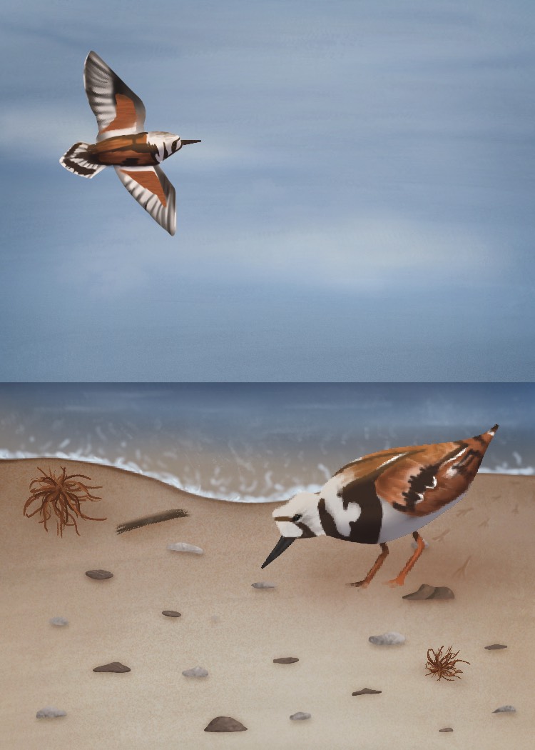 020 - Ruddy turnstone - Kiley Hubbard