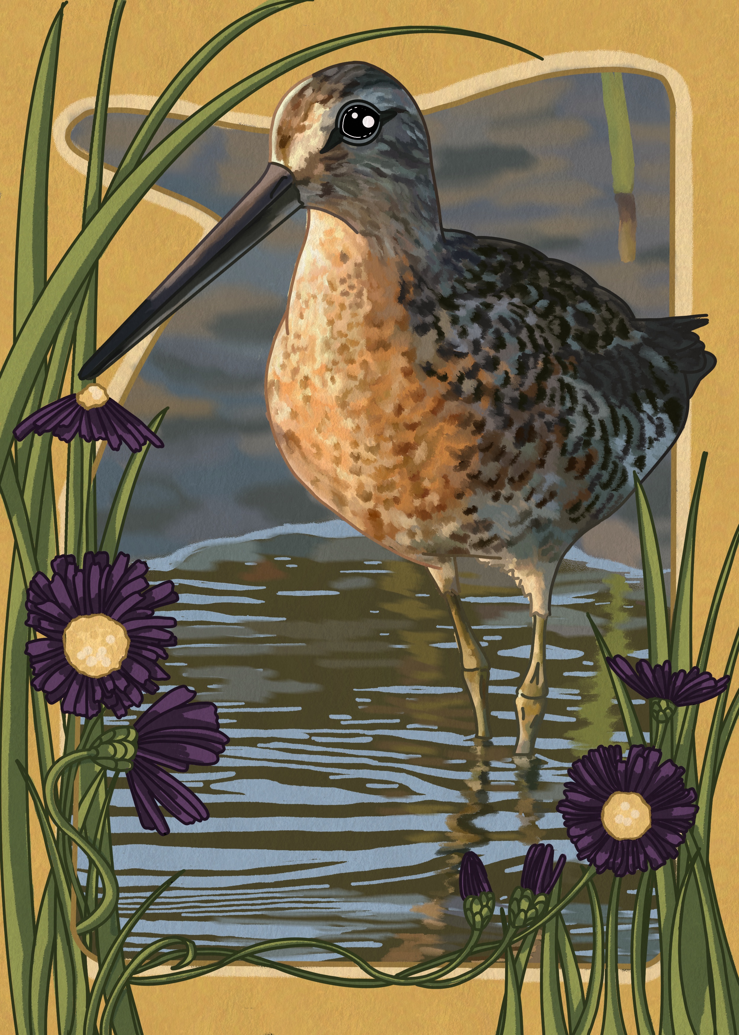 023 - Long-billed dowitcher - Samantha Knierim