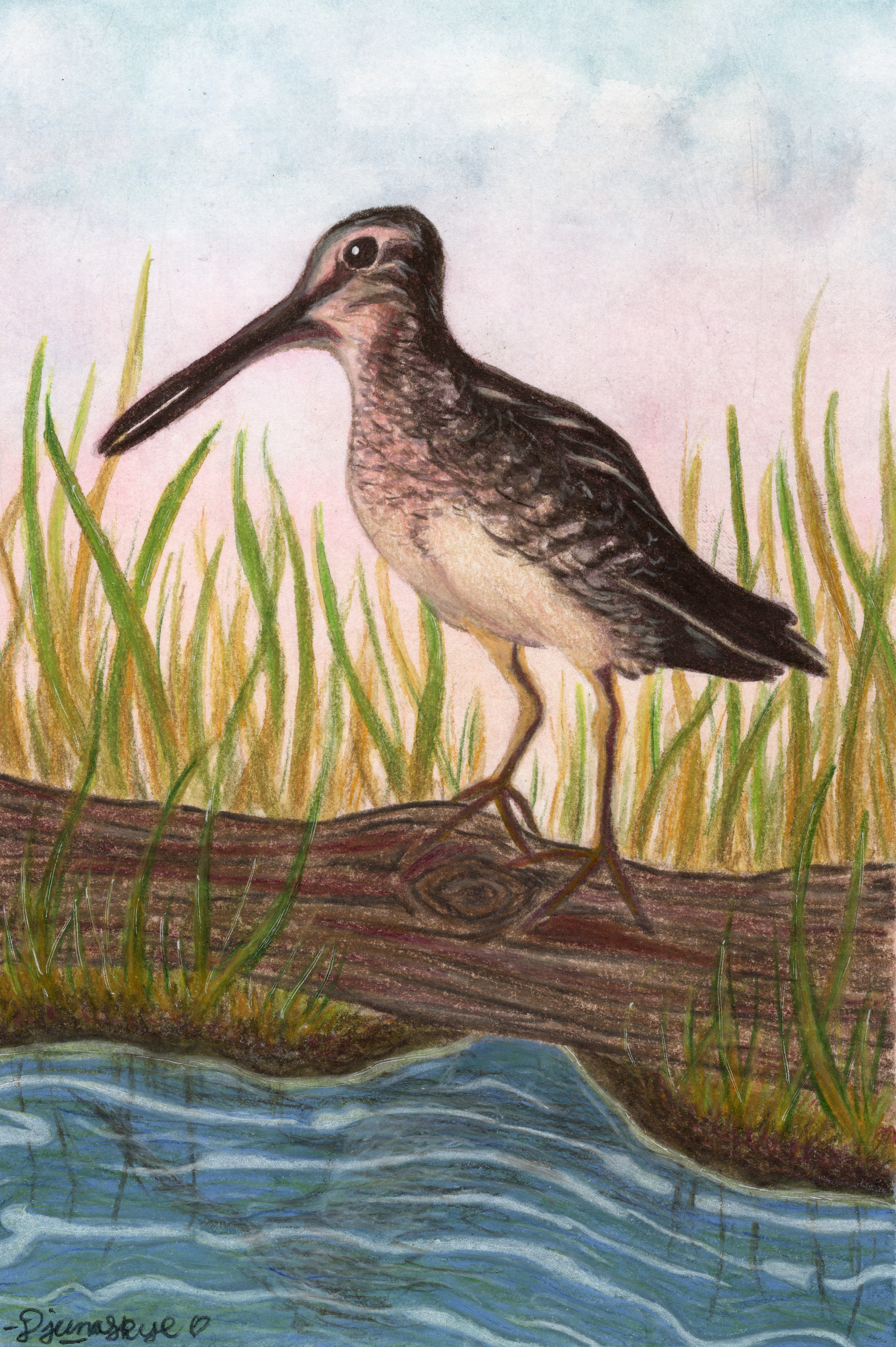 025 - Wilson's snipe - Djuna Skye Nigro