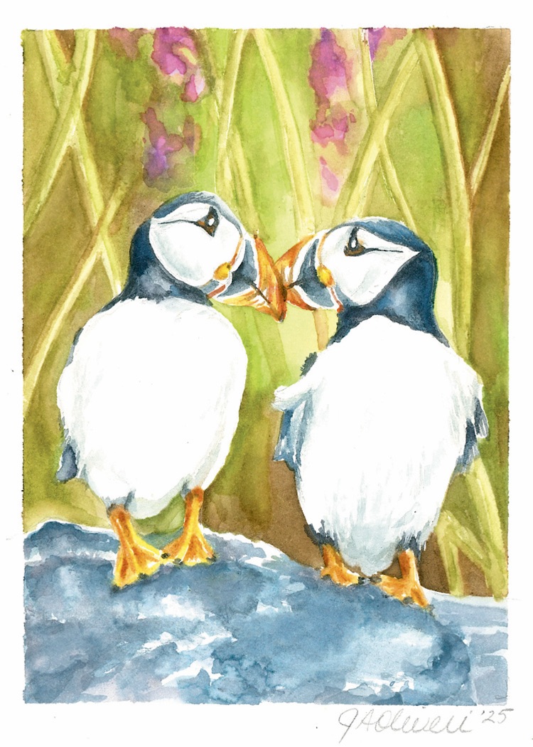 029 - Atlantic puffin - Jody Anne Oliveri
