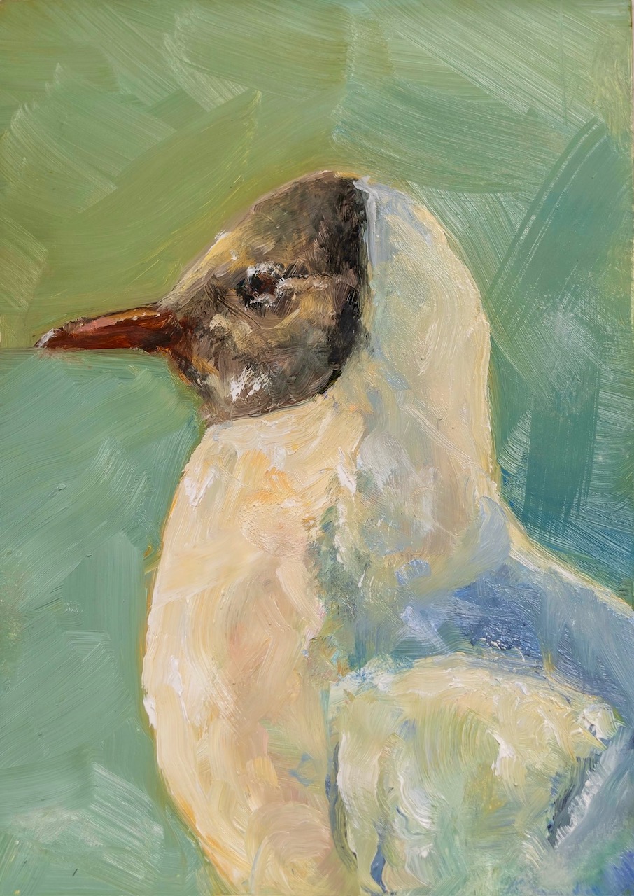 030 - Bonaparte's gull - Alan Dalgleish