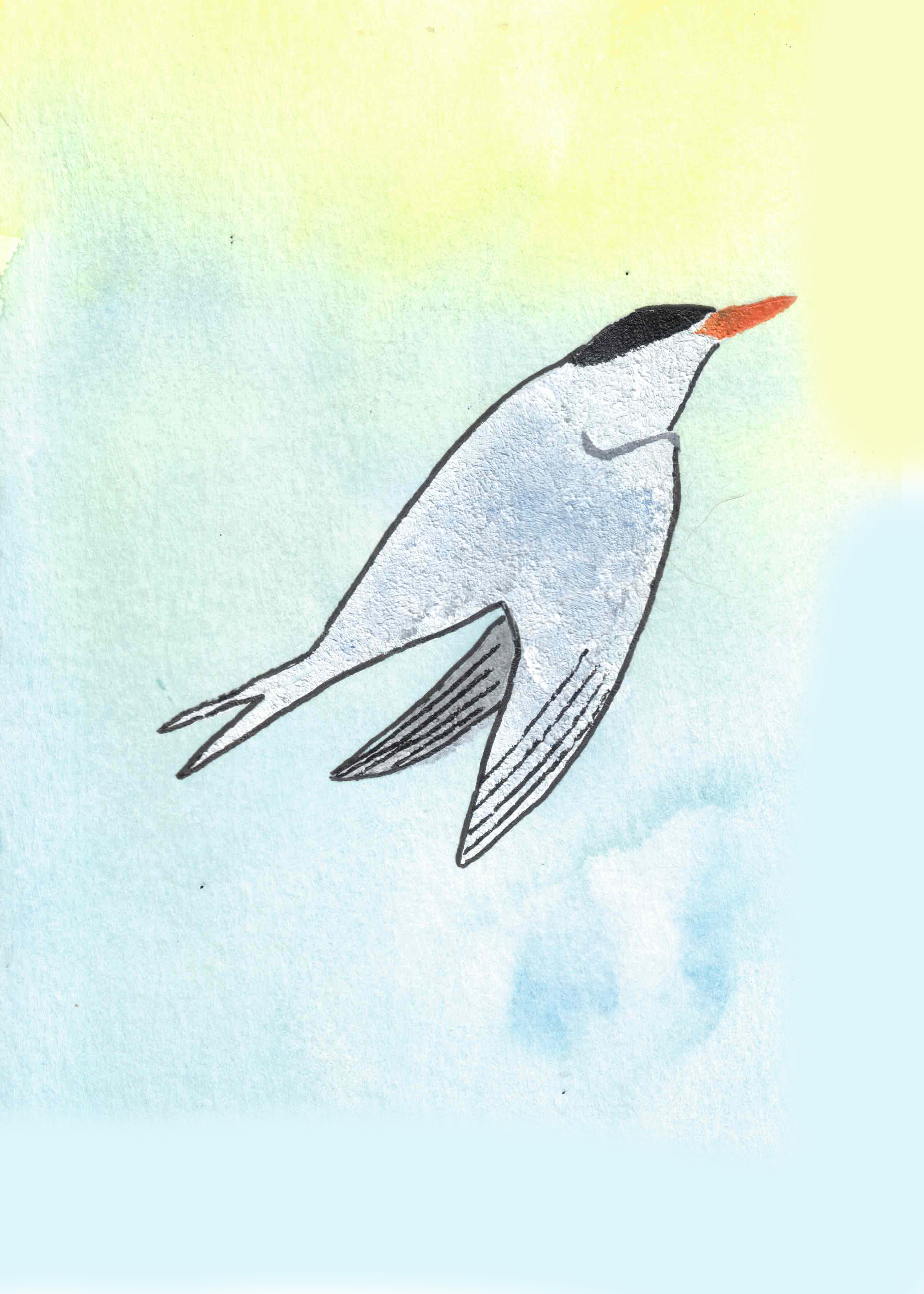 035 - Royal tern - tivona