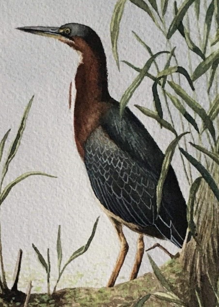 048 - Green heron - Megan Sickles