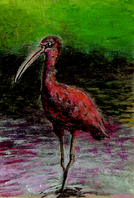 050 - Glossy Ibis - Jacob Below