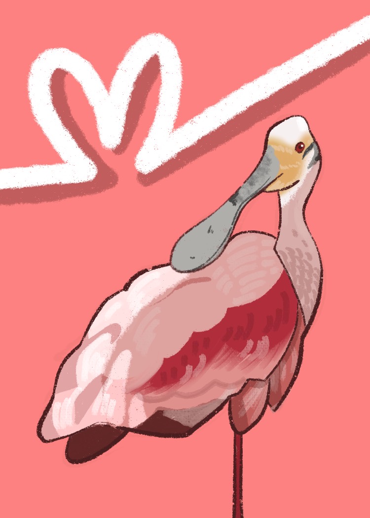 051 - Roseate spoonbill - El Houghton