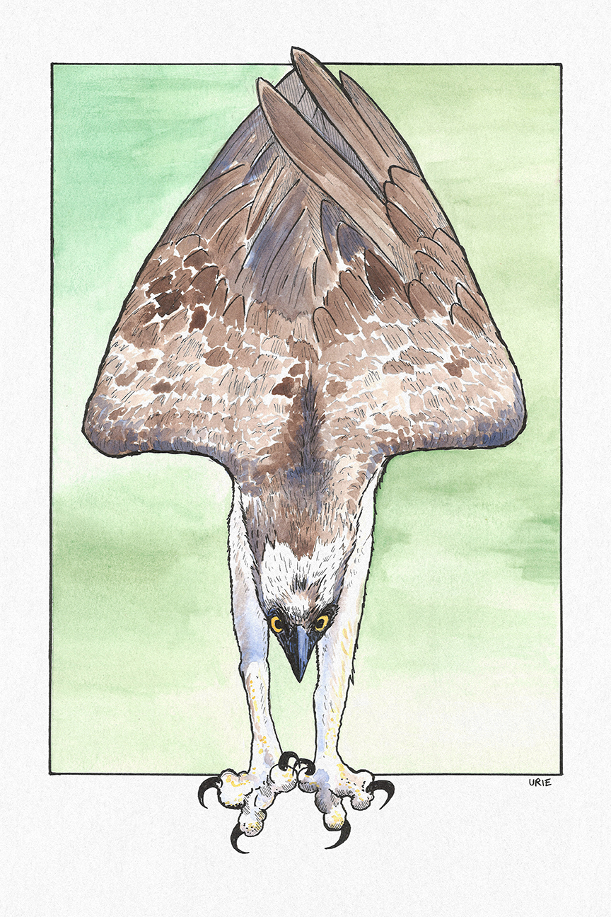 053 - Osprey - Sean Urie