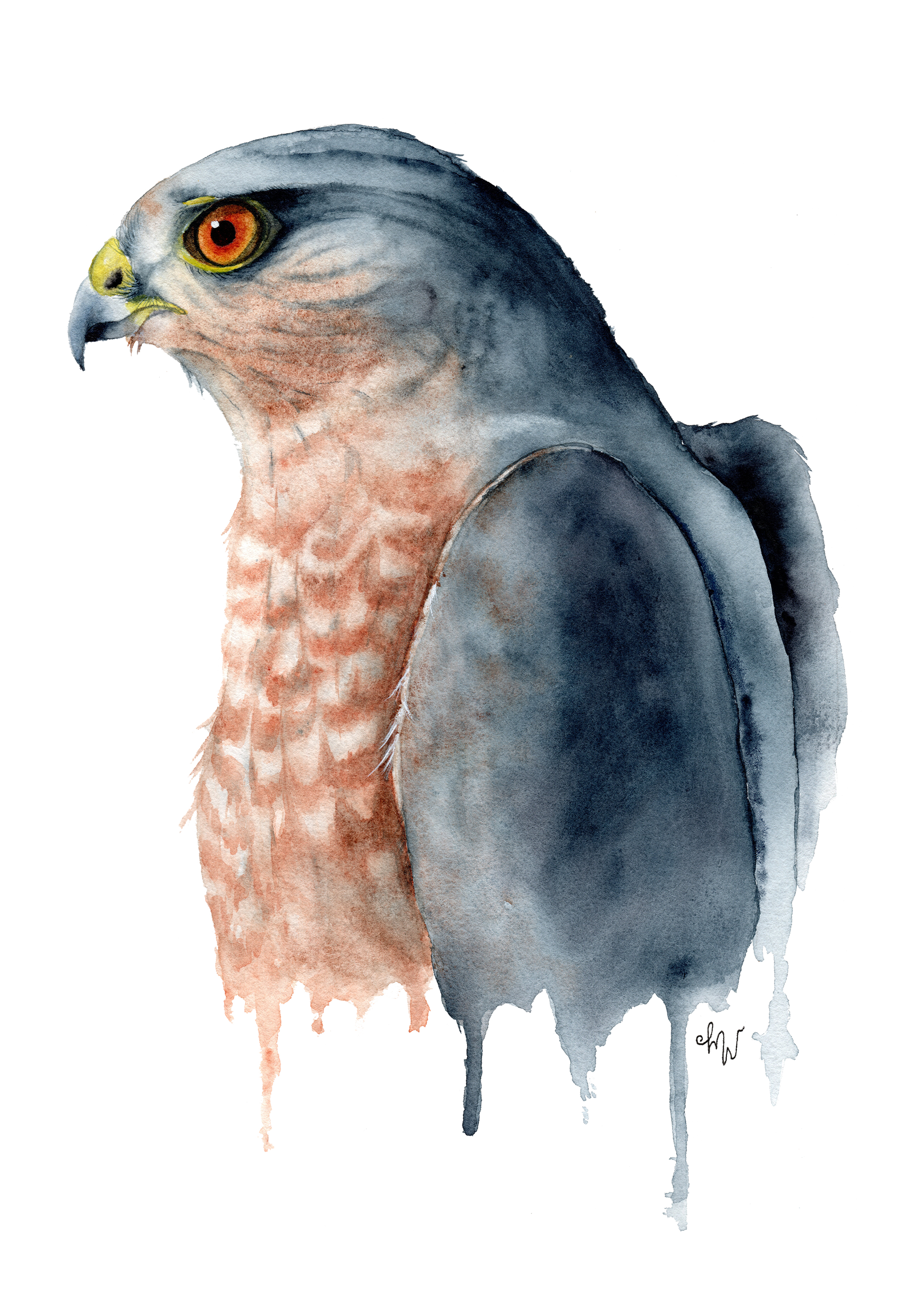 055 - Sharp-shinned hawk - Michelle Vargas