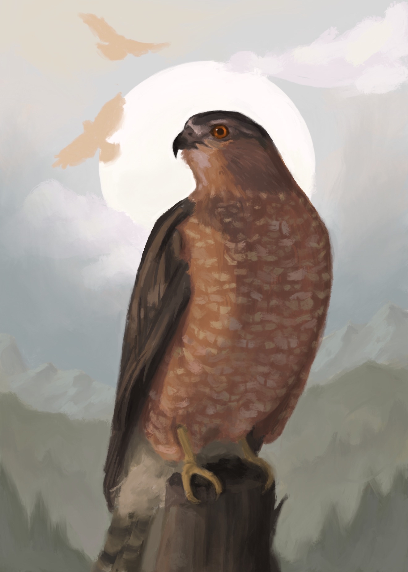 056 - Cooper's hawk - Renee Moyer