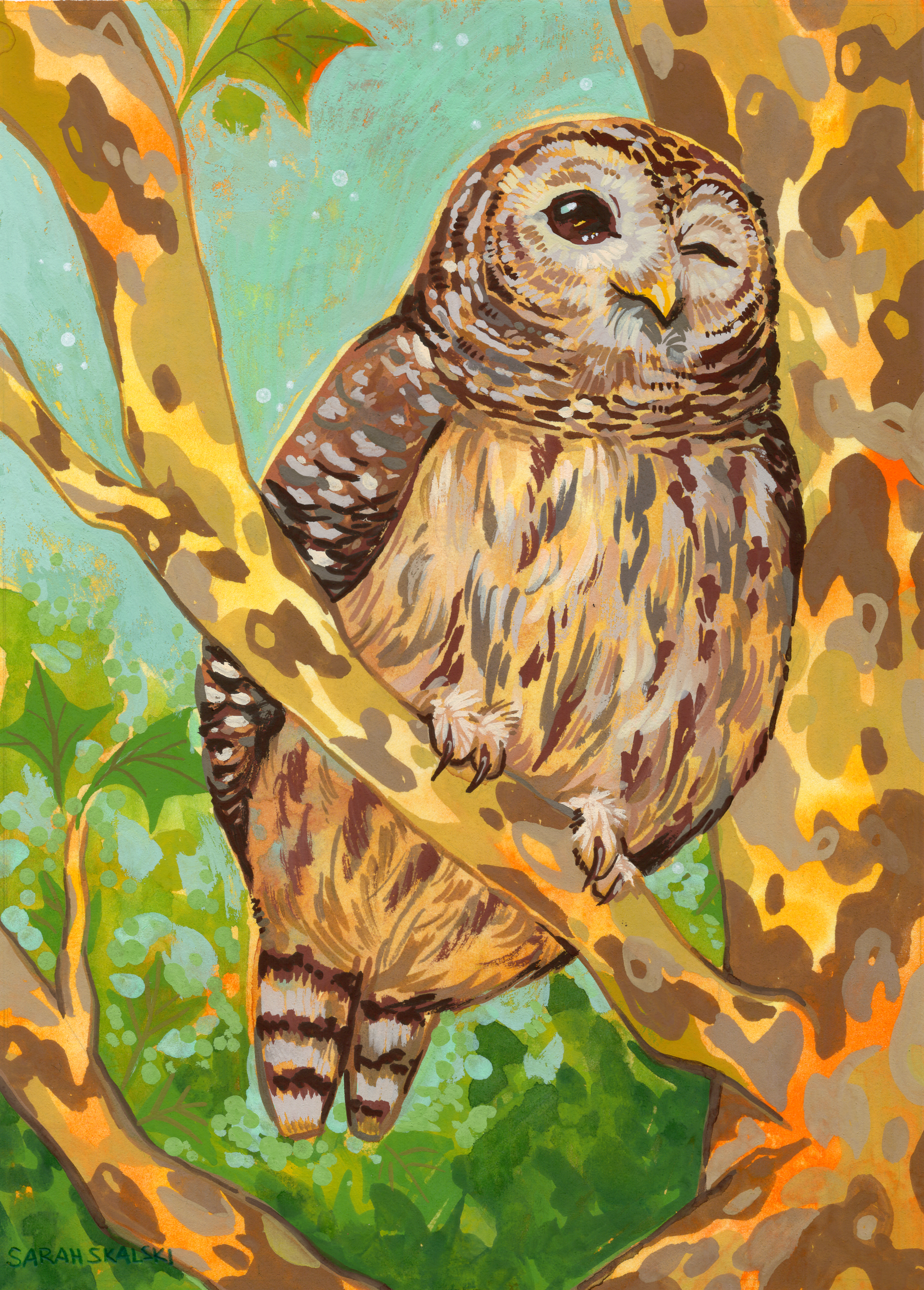 062 - Barred owl - Sarah Skalski