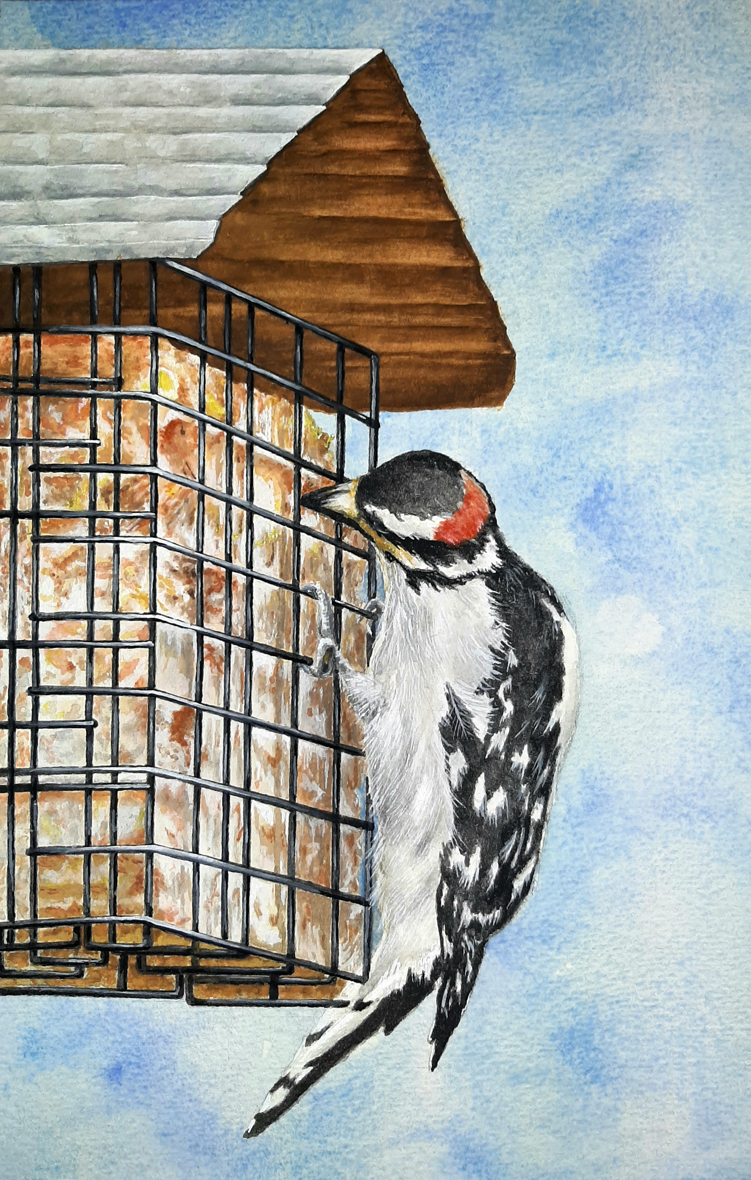 067 - Downy woodpecker - Joan Park