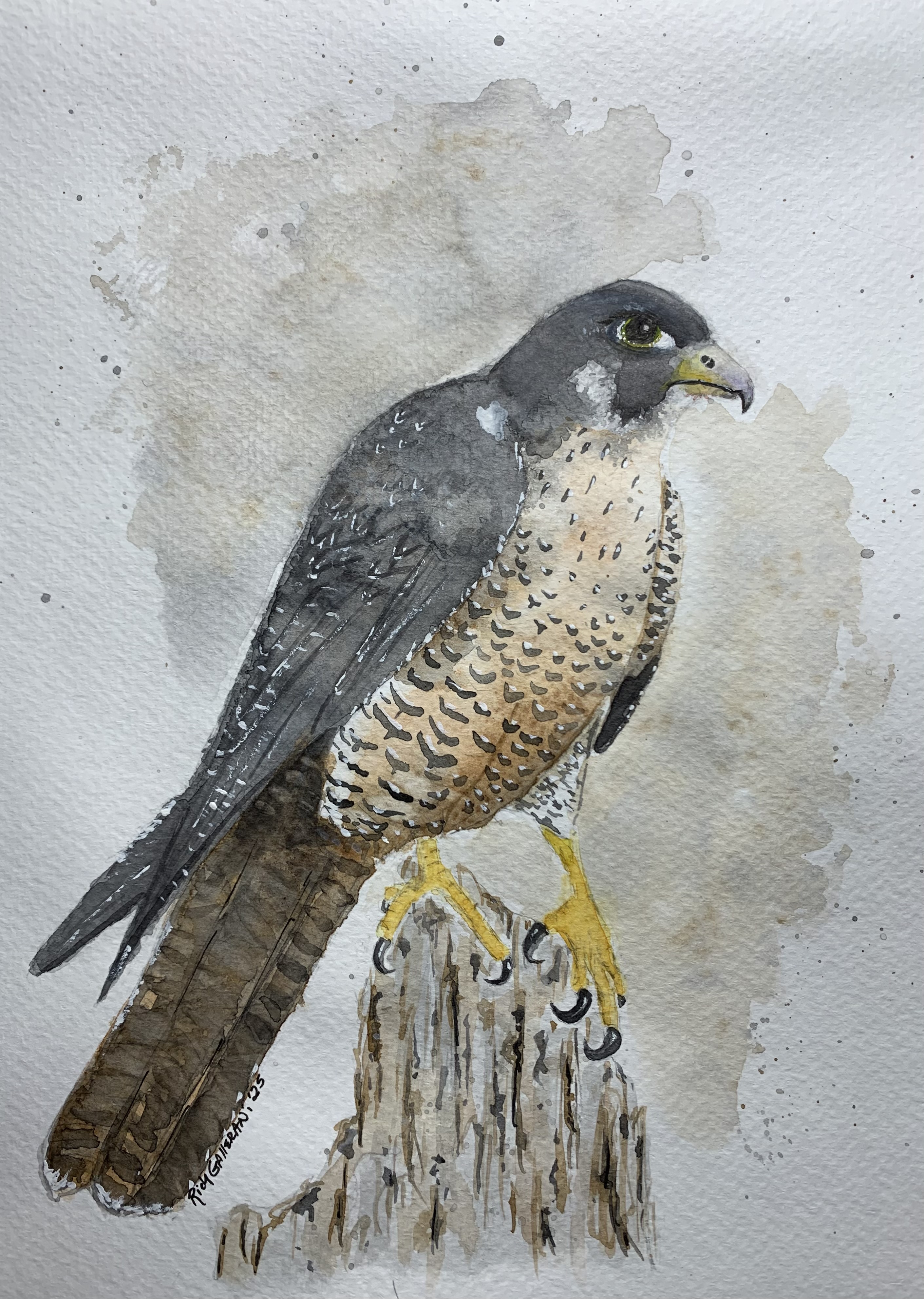 071 - Peregrine falcon - Rich Gallerani