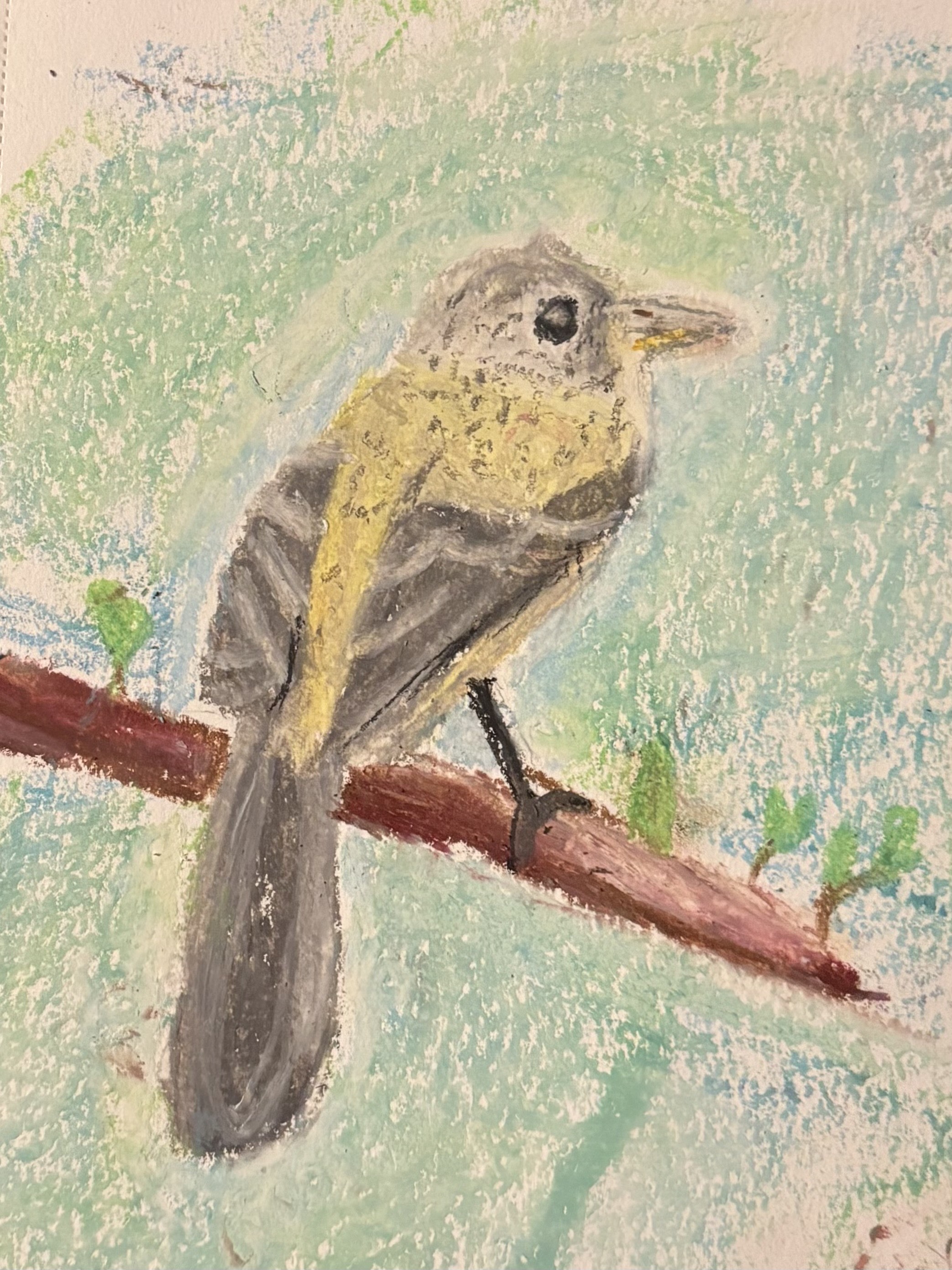 073 - Least flycatcher -Kayla R