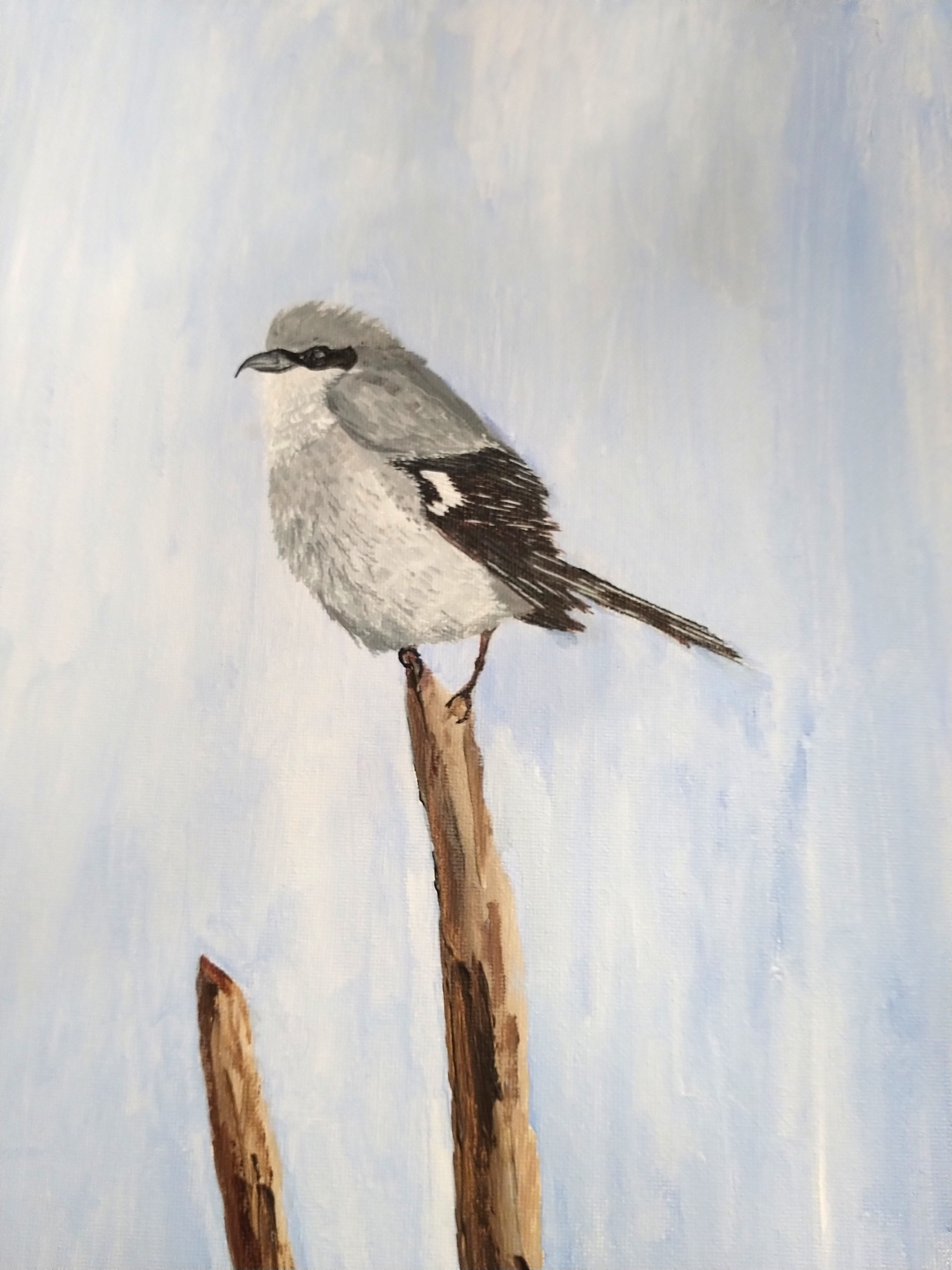 075 - Northern shrike - Judith Bushong