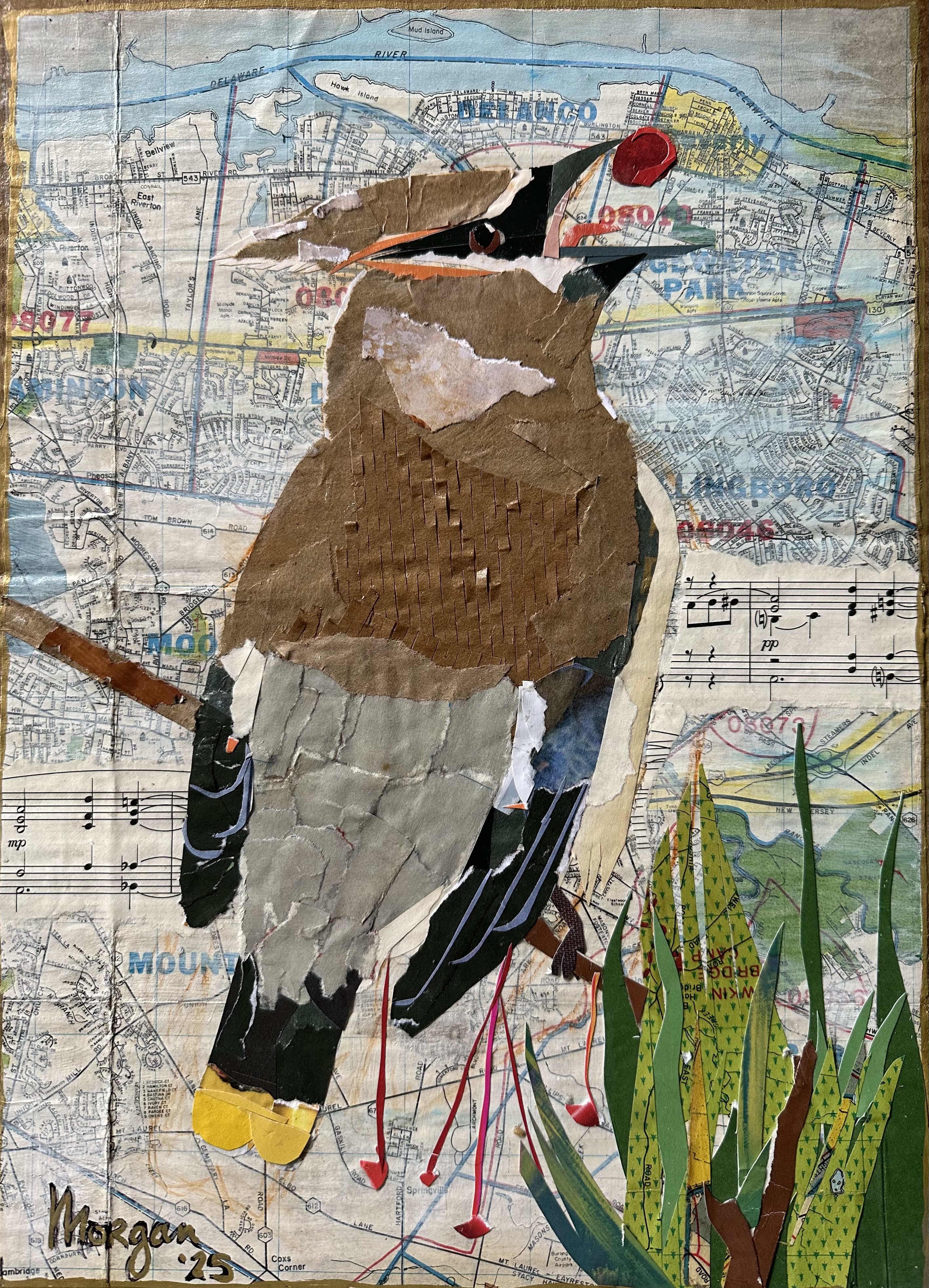 080 - Cedar waxwing - Morgan Robinson