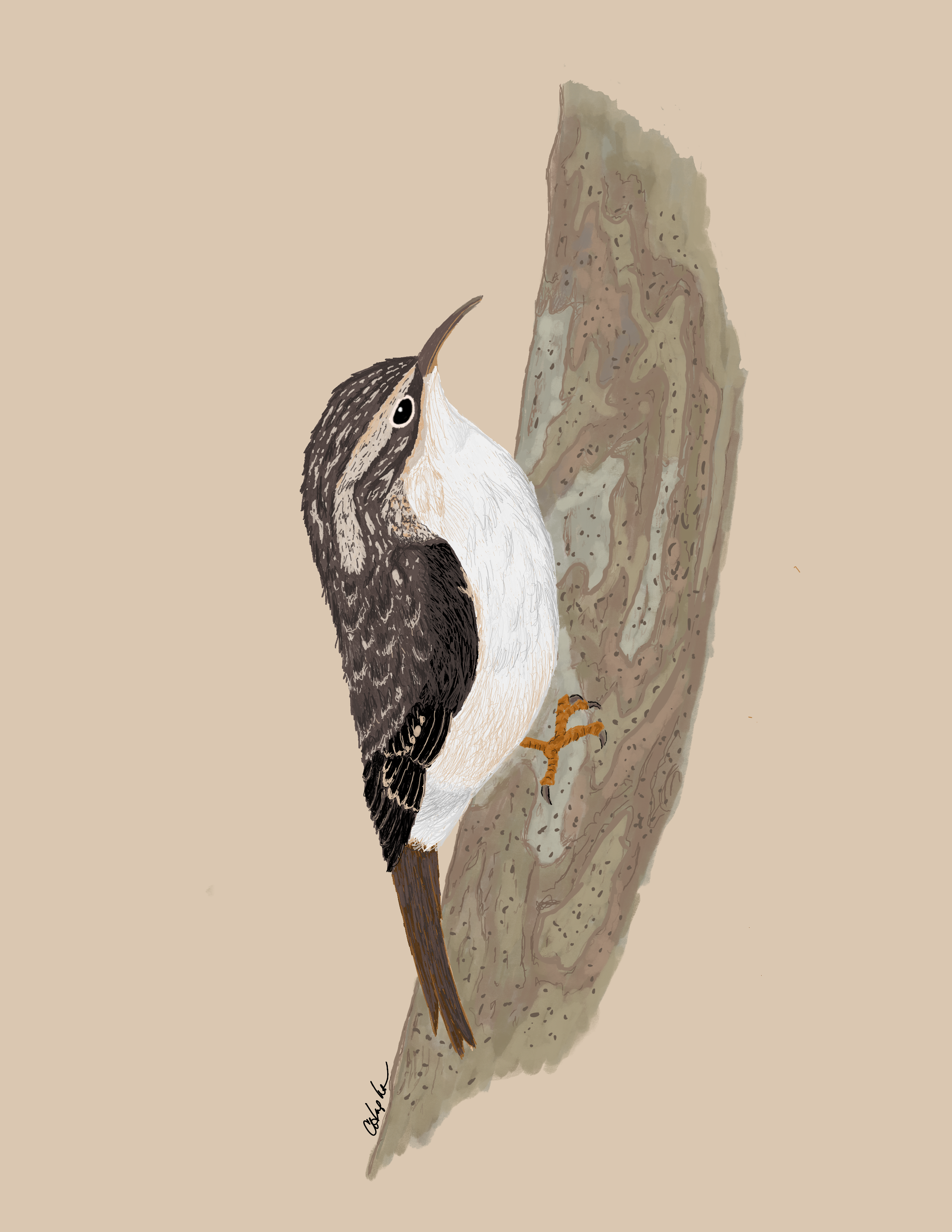 081 - Brown creeper - Carole Hughes