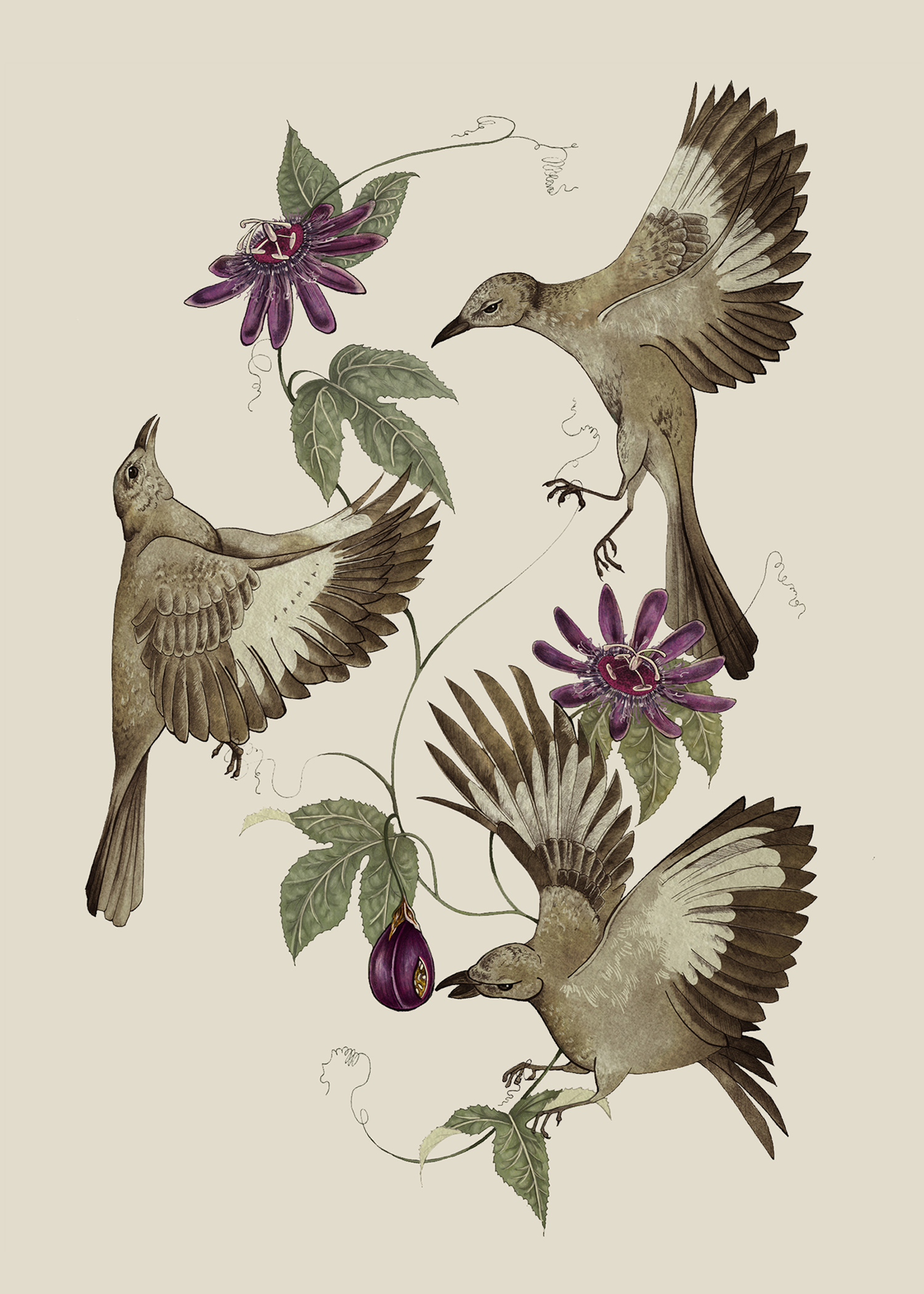 084 - Northern mockingbird - Marilyn Foehrenbach Wirtz