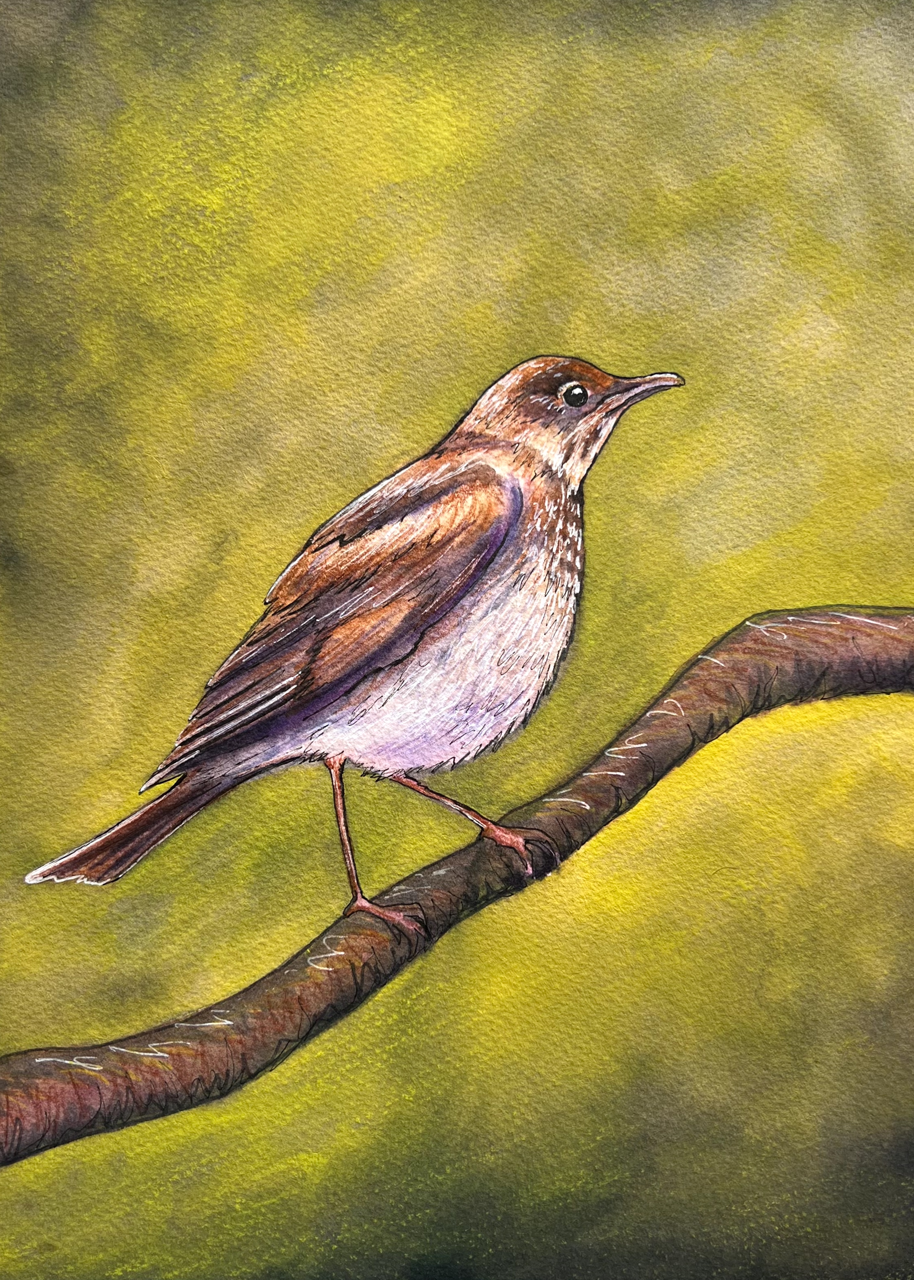 085 - Veery - Tricia Goginsky