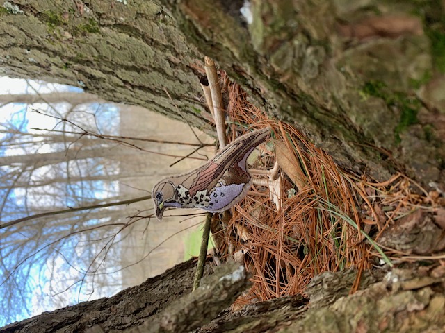 086 - Bicknell's thrush - Lisa Hess