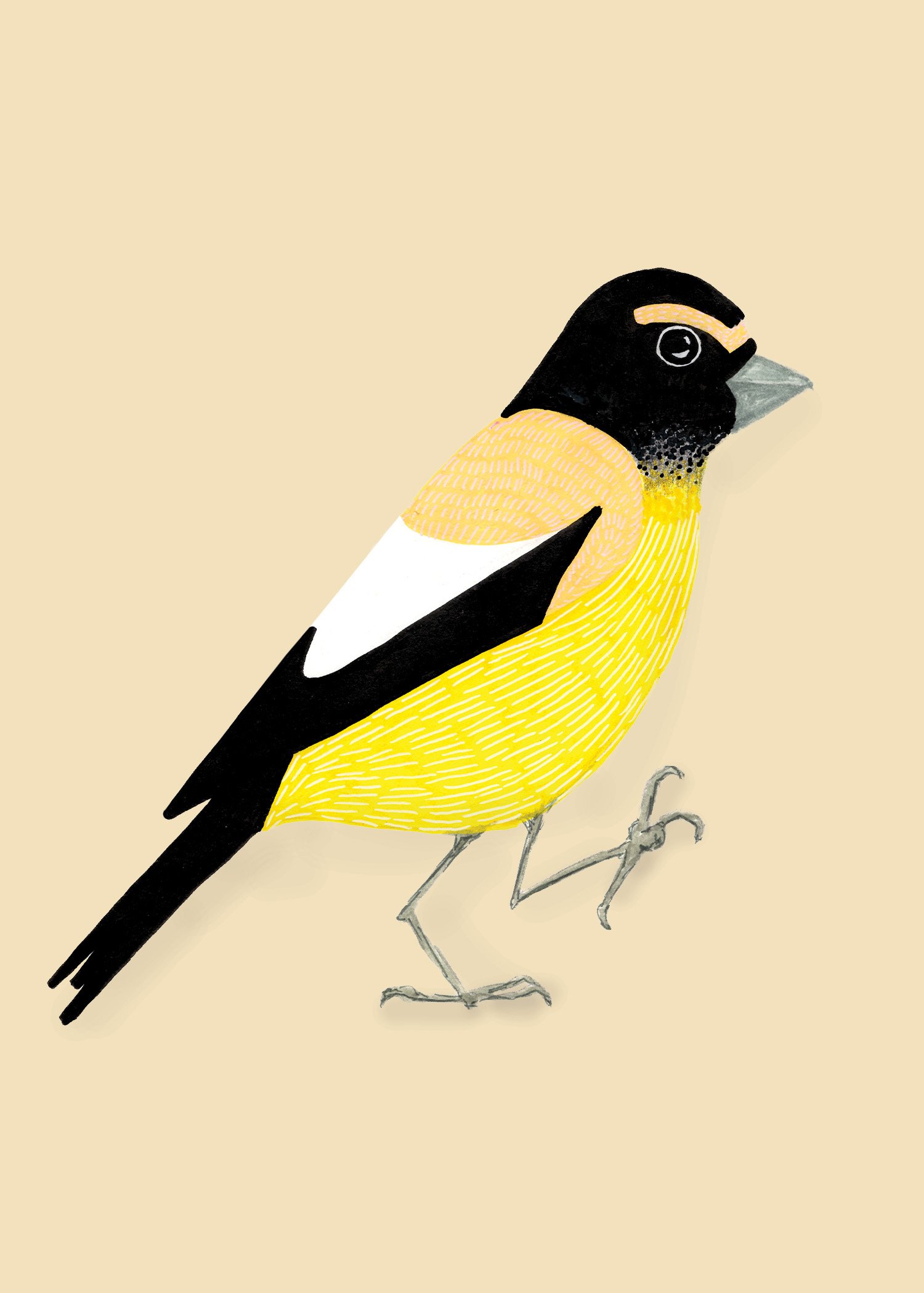 087 - Evening grosbeak - Lauren Junda