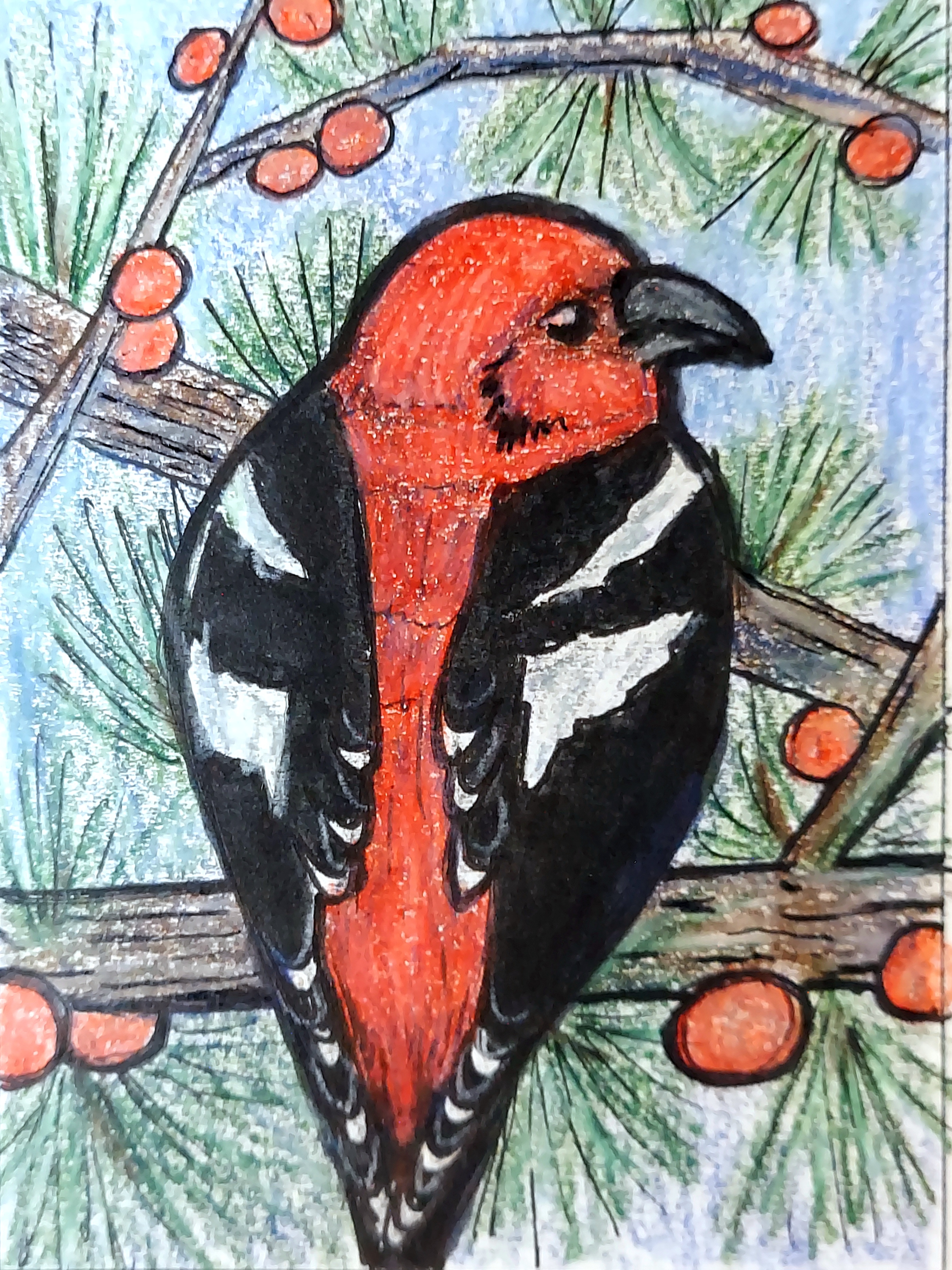 090 - White-winged crossbill - Jessica Pippin