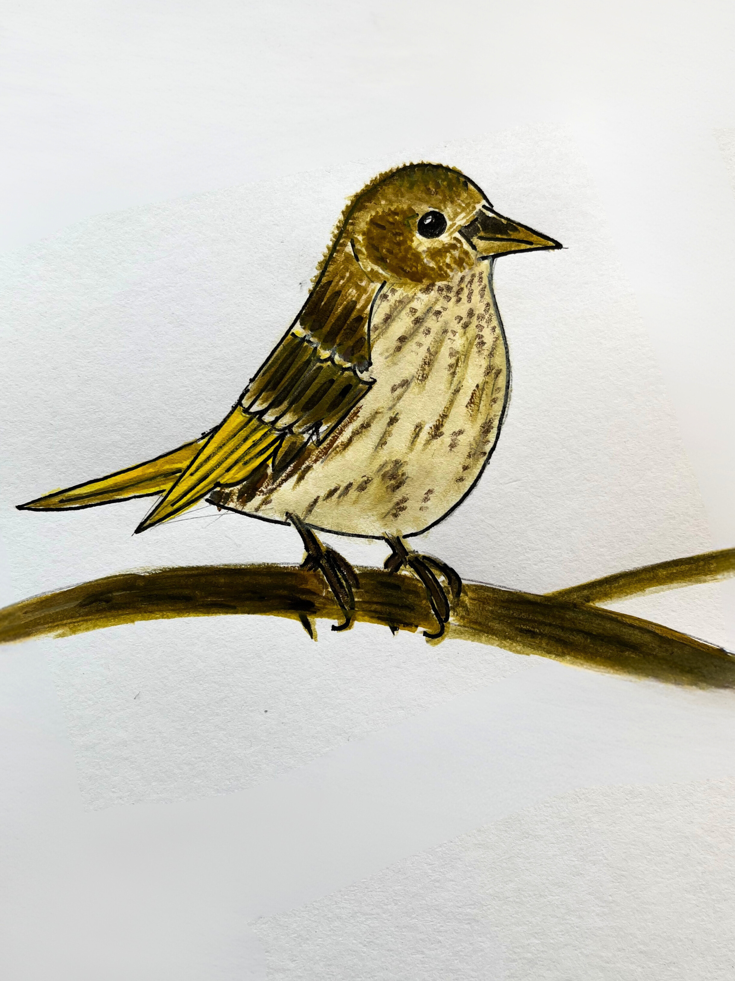 091 - Pine siskin - Janet Pressel
