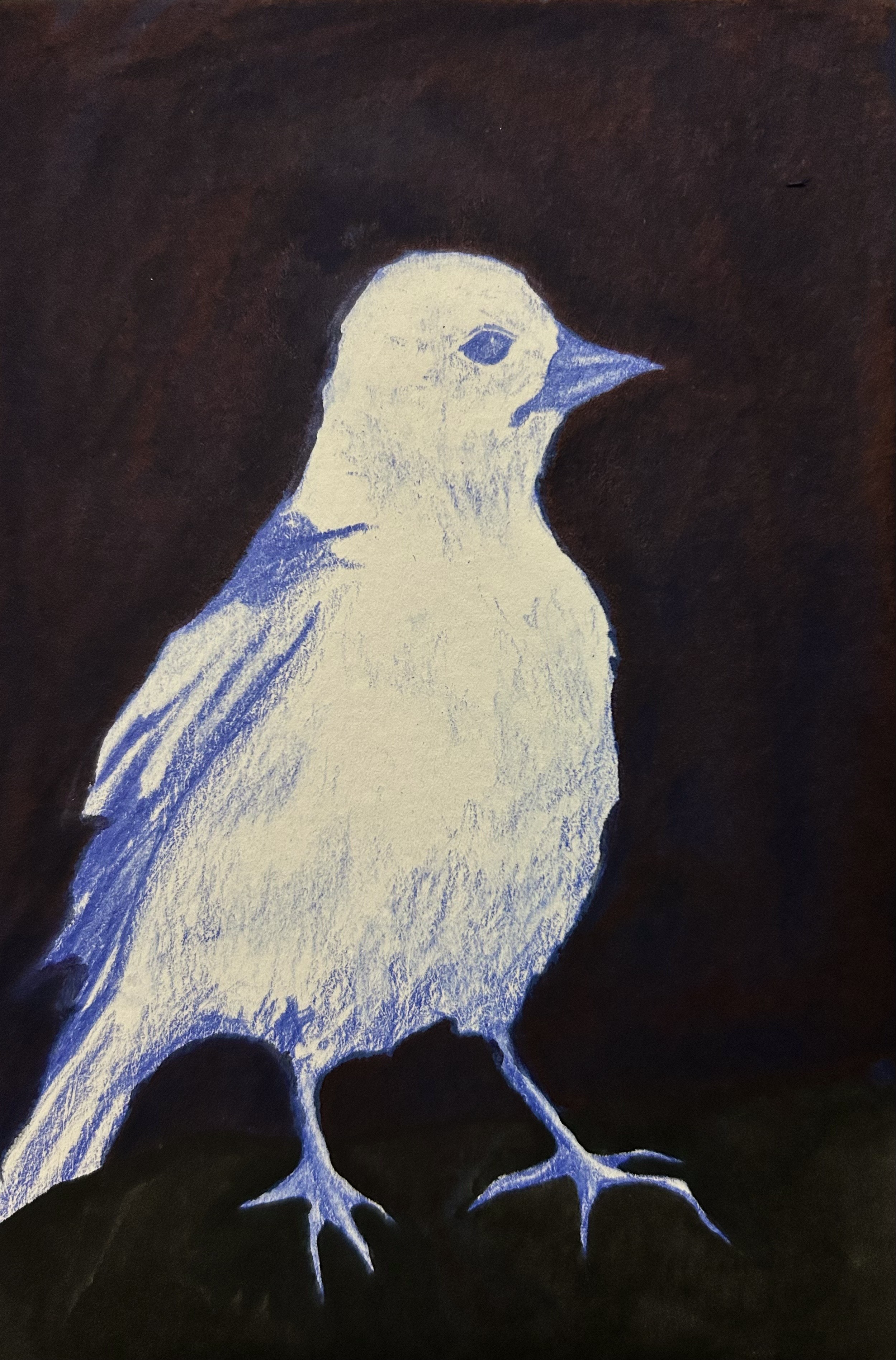 093 - Snow bunting - Elaf Hussein