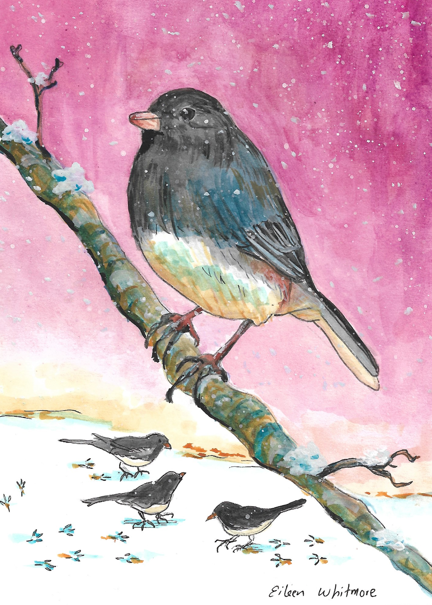 094 - Dark-eyed junco - Eileen Whitmore