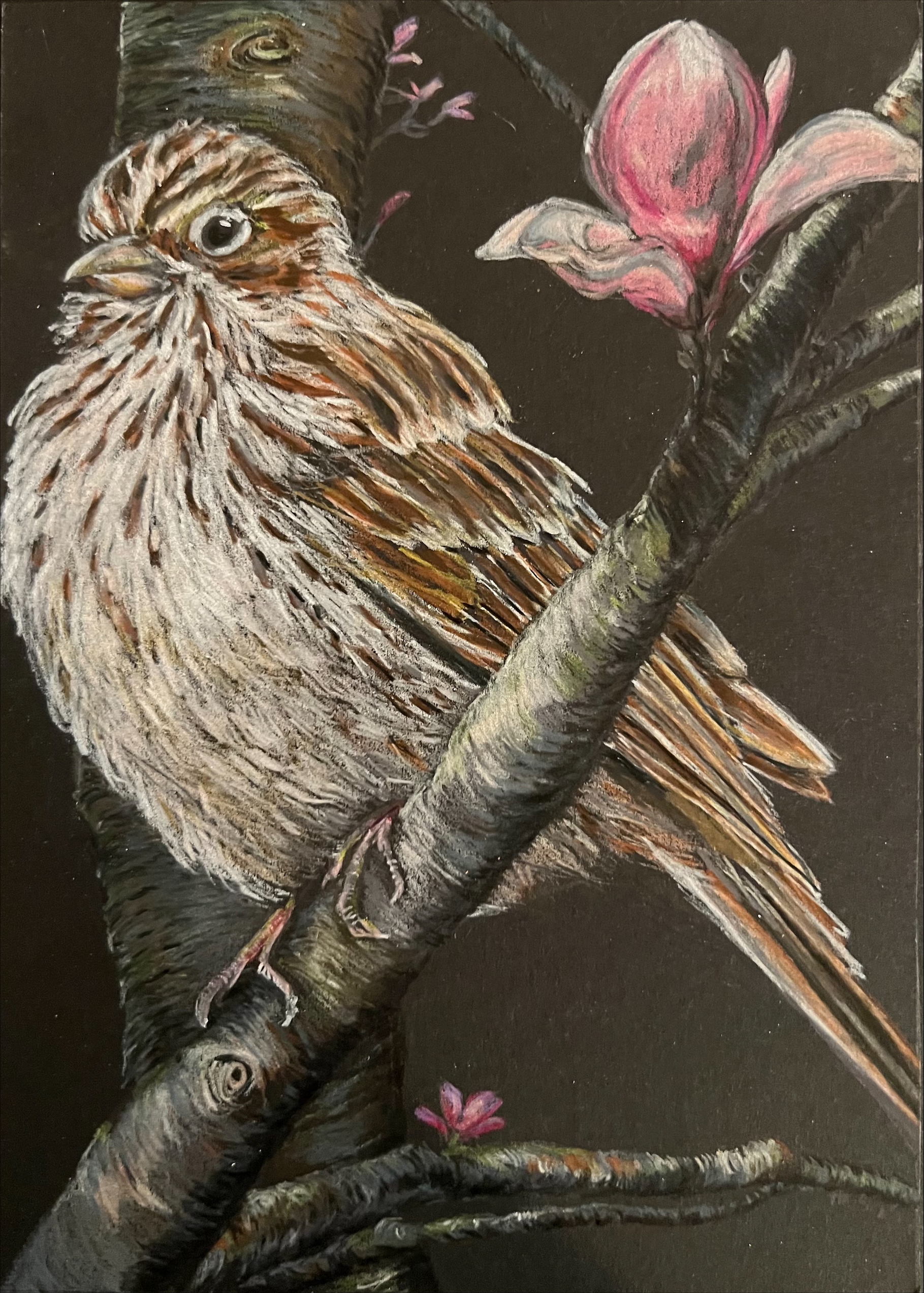 096 - Vesper sparrow - Maria Steffero