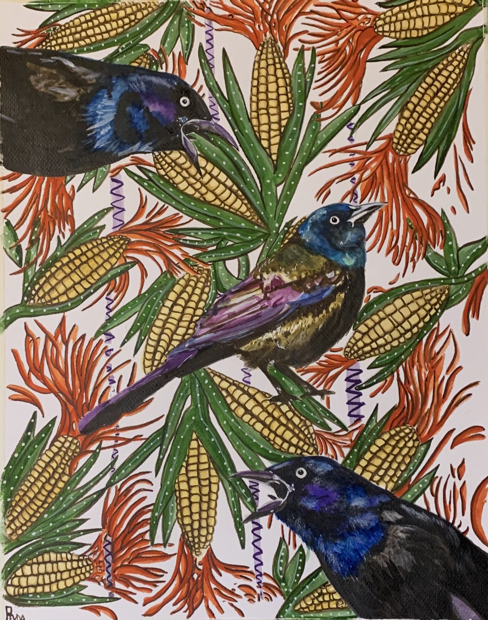 102 - Common grackle - RadaReyda