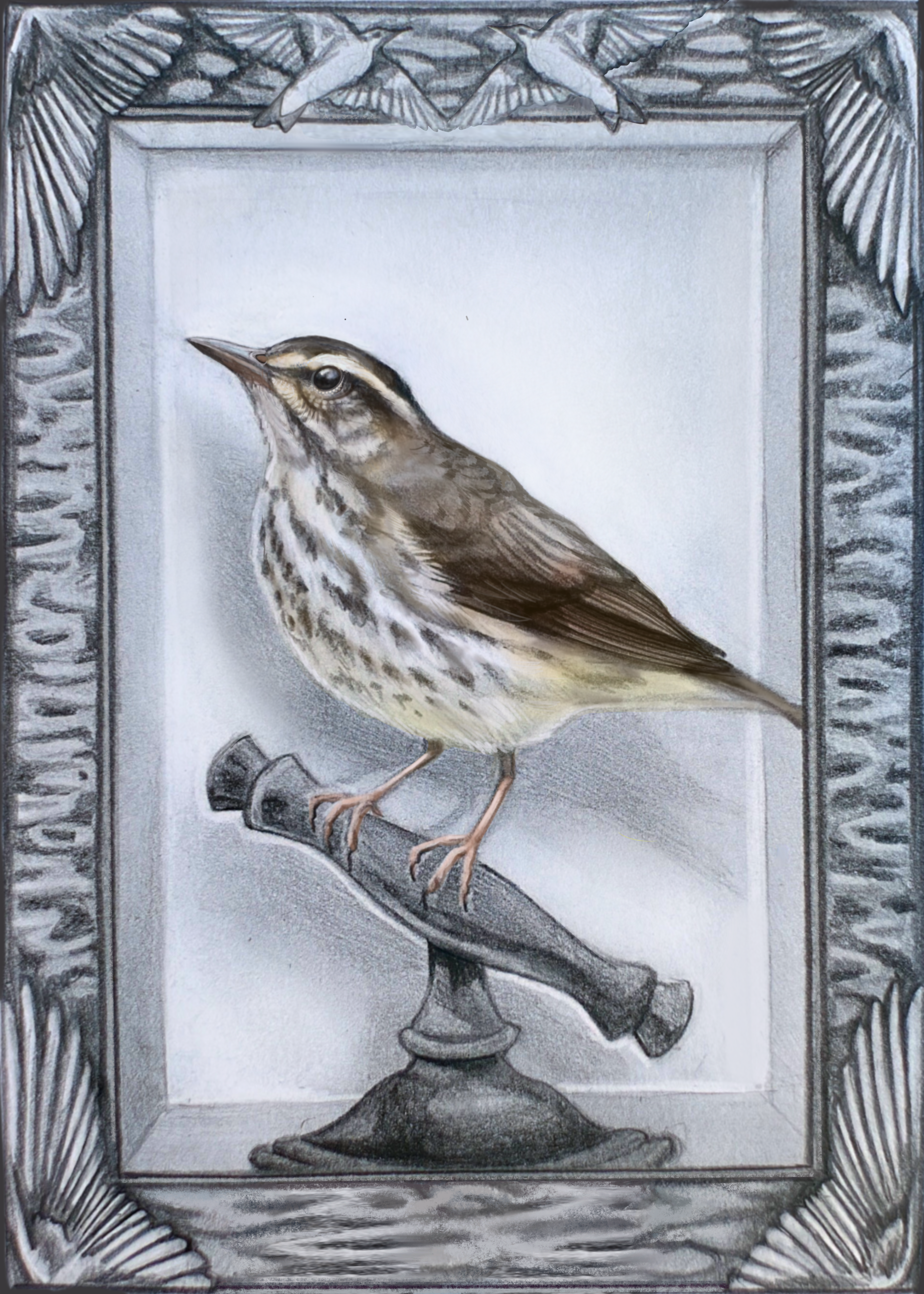104 - Louisiana waterthrush - Kylie McLaughlin