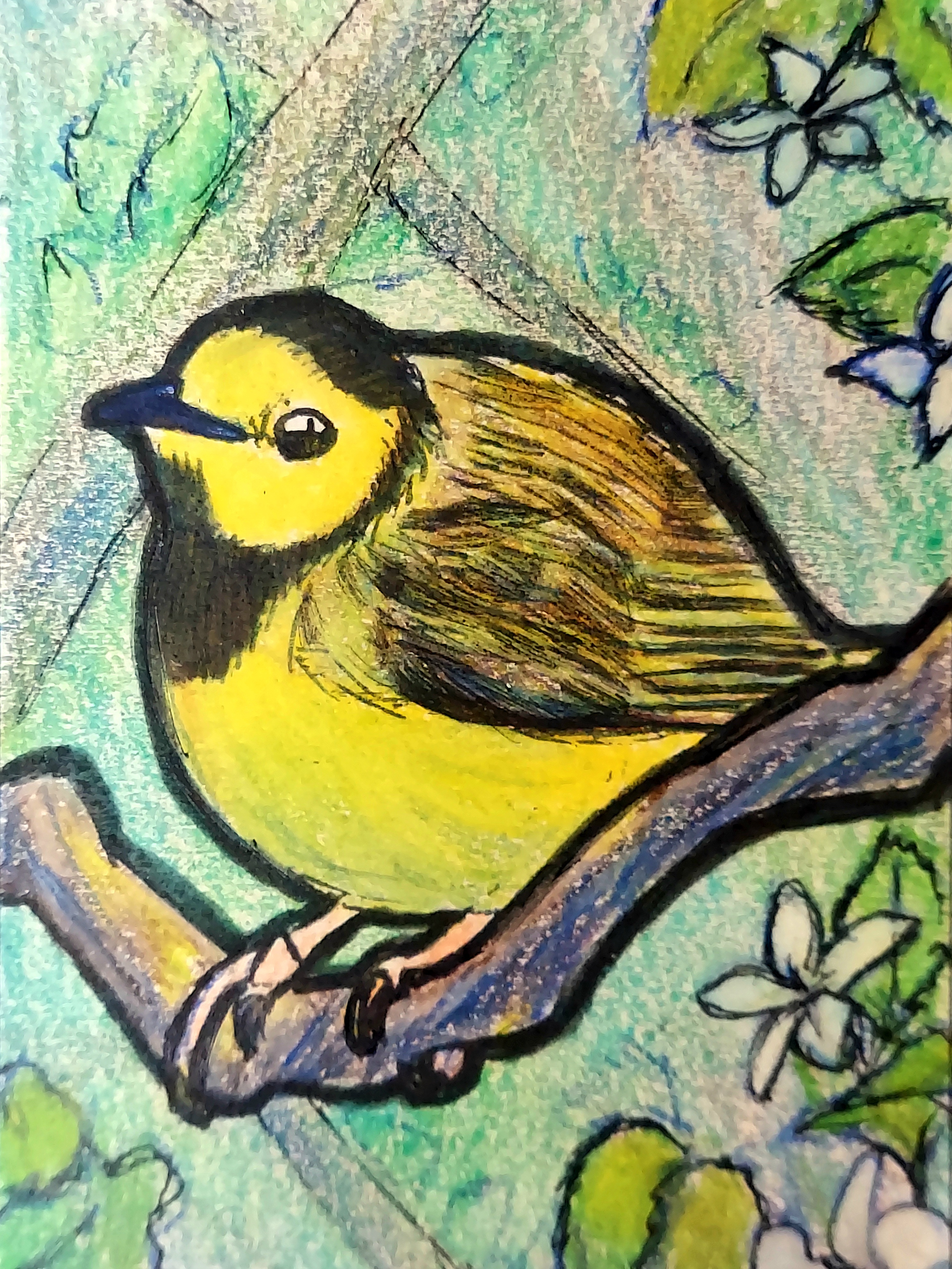 110 - Hooded warbler - Jessica Pippin