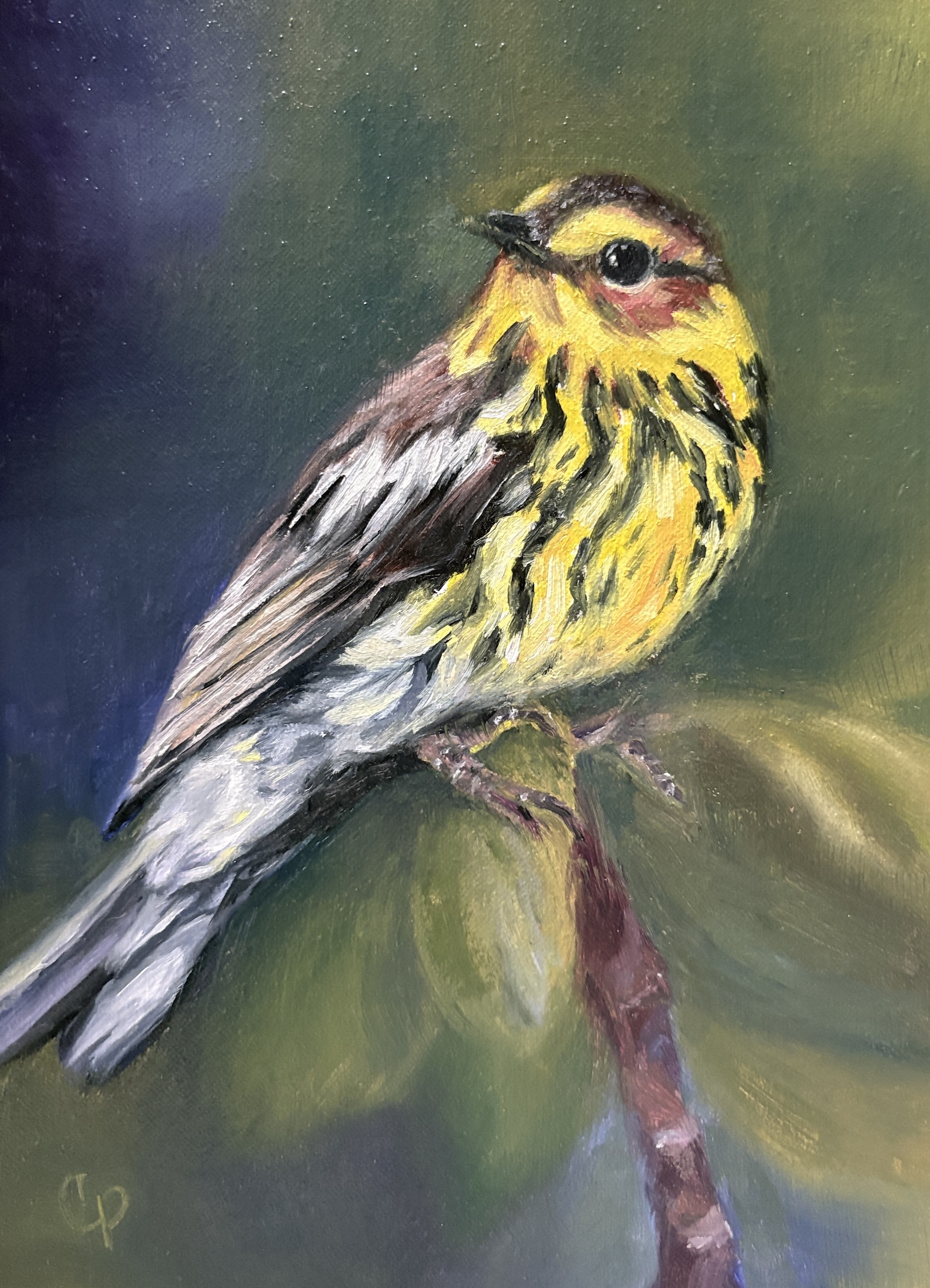 112 - Cape May warbler - Catherine Polcaro