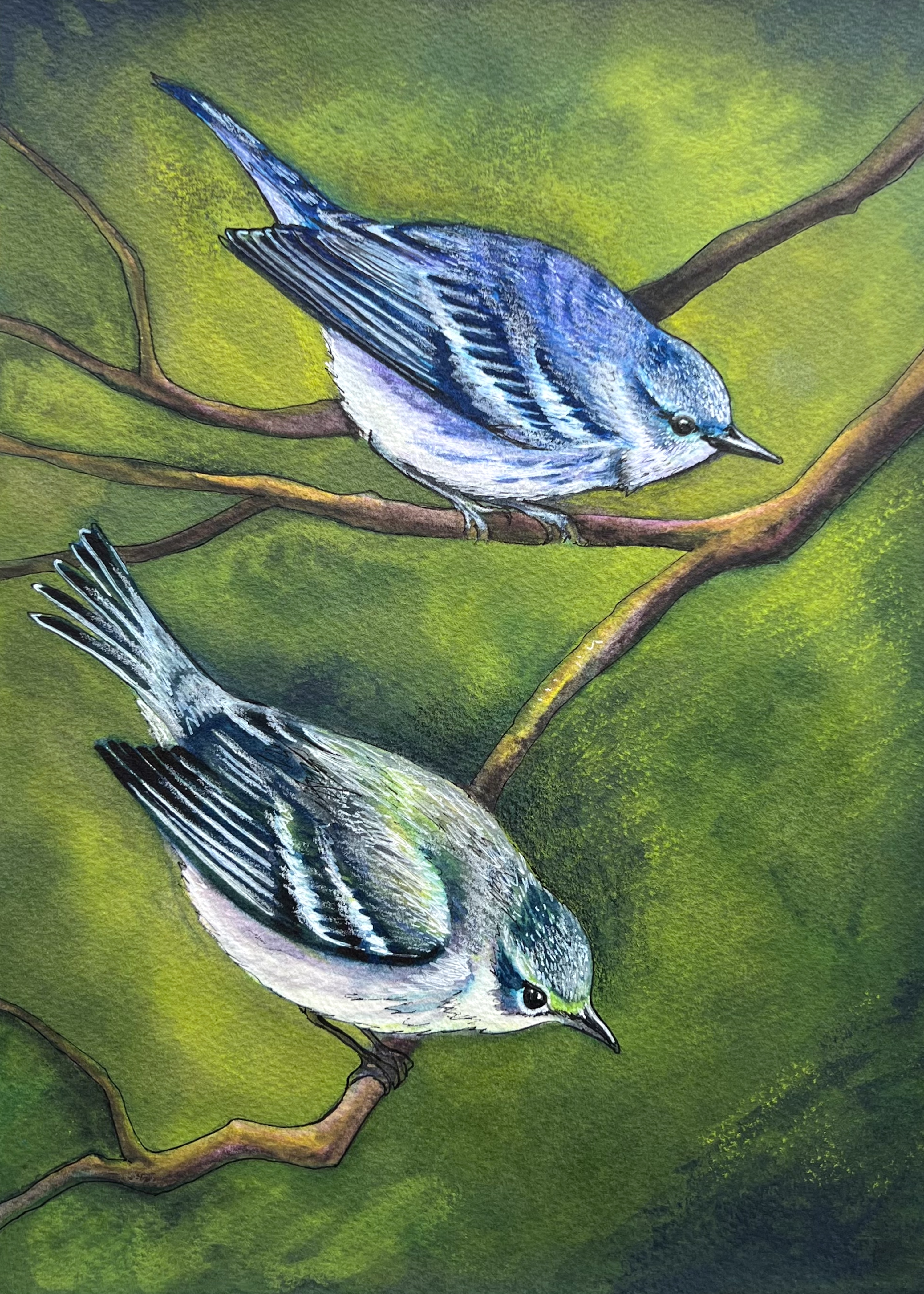 113 - Cerulean warbler - Tricia Goginsky