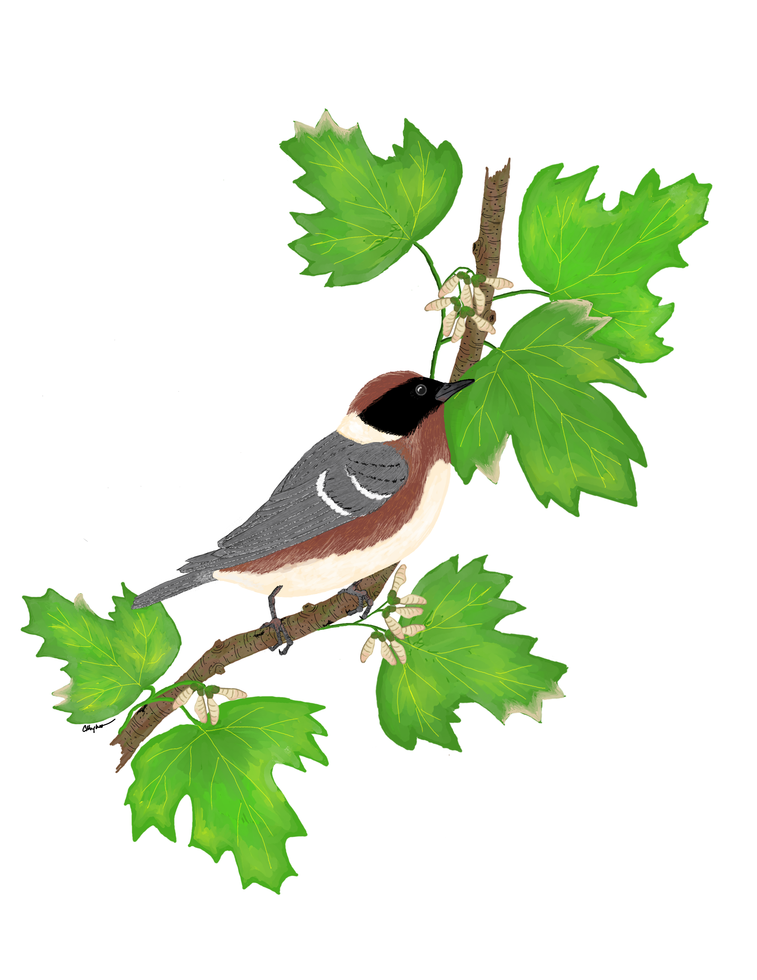 116 - Bay-breasted warbler - Carole Hughes