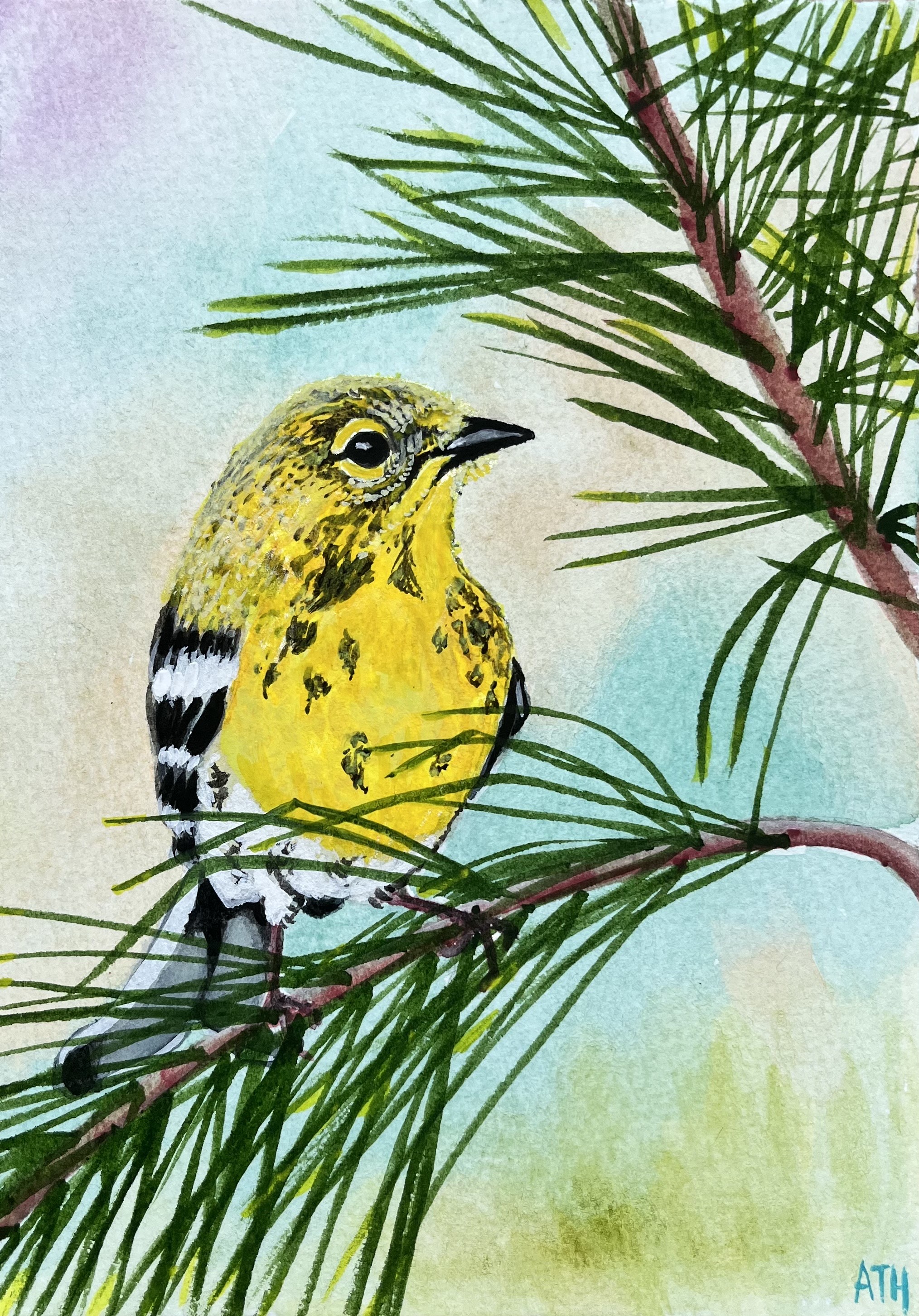 117 - Pine warbler - Audra Held