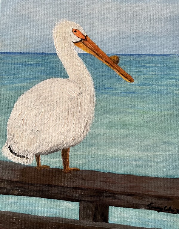 American White Pelican - Tracey Coker