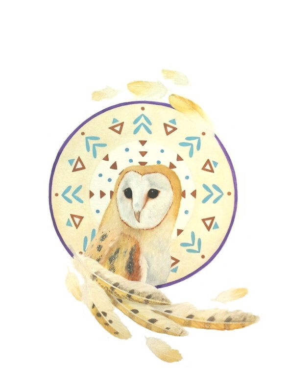 American barn owl - Katie Della Terza