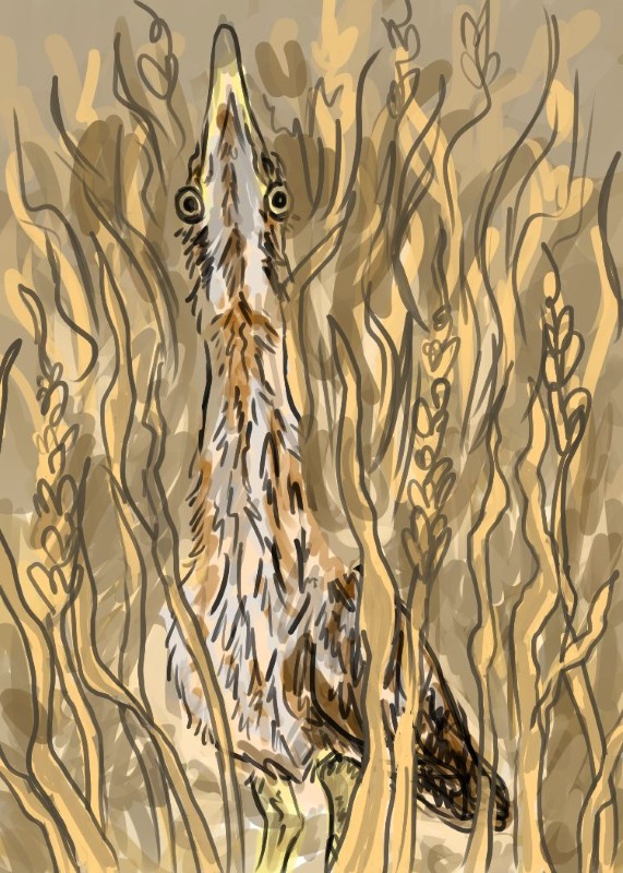 American bittern - Abigail Kahn