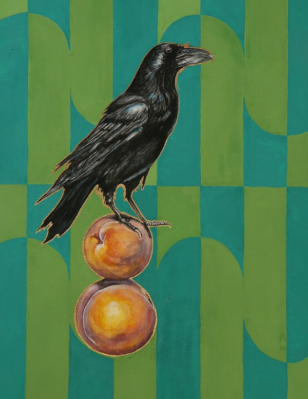 American crow - Ashley Cook