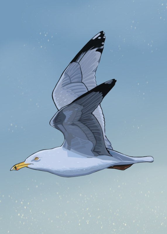 American herring gull - Marion Riley