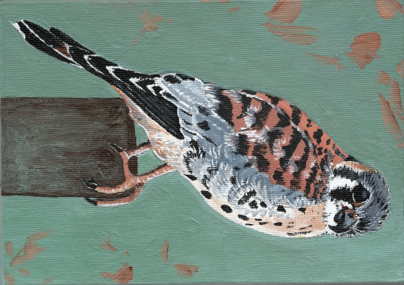 American kestrel - Joni Wisniewski