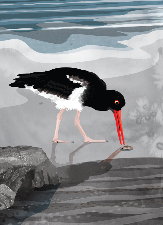 American oystercatcher - Sarah Lewis Smith
