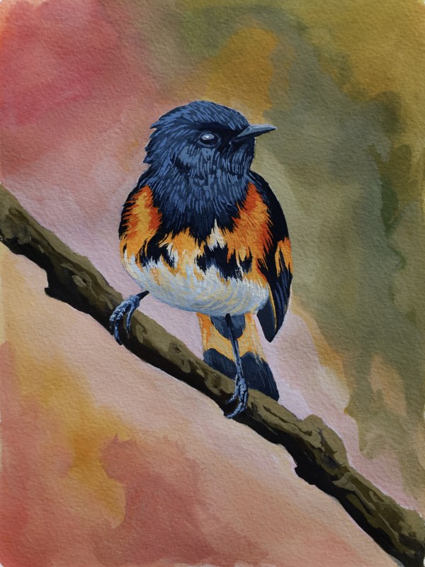 American redstart - Nina Tan